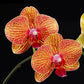 Phalaenopsis KV Beauty - BS - Buy Orchids Plants Online by Orchid-Tree.com