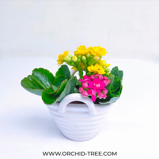 Ceramic Basket Kalanchoe Arrangement