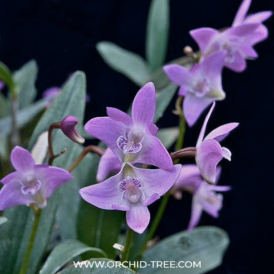 Dendrobium kingianum sp.- BS (Variegated)