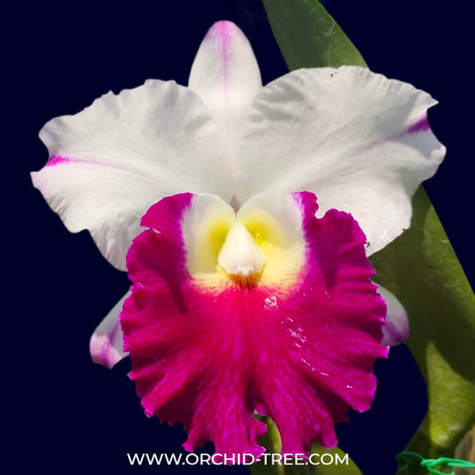Cattleya (Rlc.) Krichaya Delight- BS