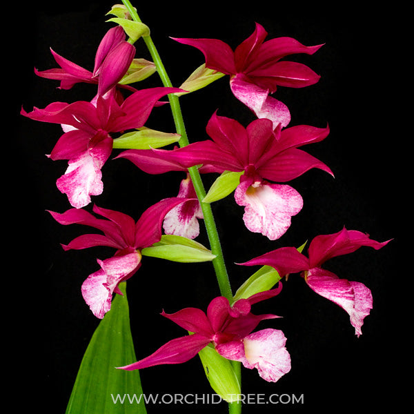 Phaiocalanthe Kryptonite - BS - Buy Orchids Plants Online by Orchid-Tree.com