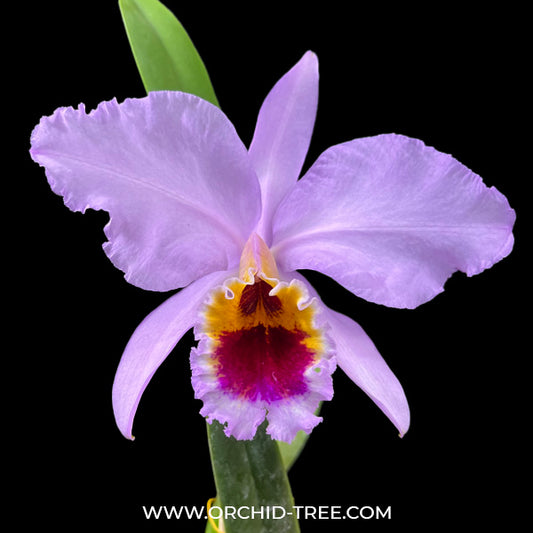 Cattleya labiata var. coerulea sp. - BS