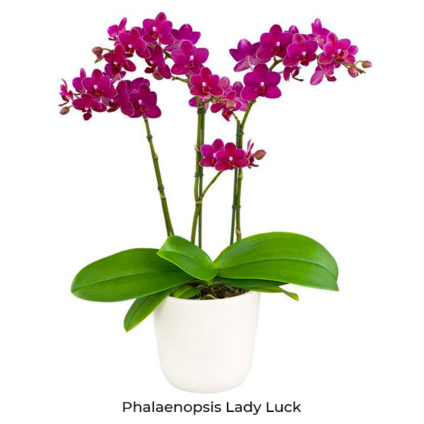 Phalaenopsis Seedling Combo SS | Pack of 10