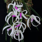 Leptotes bicolor sp. - BS