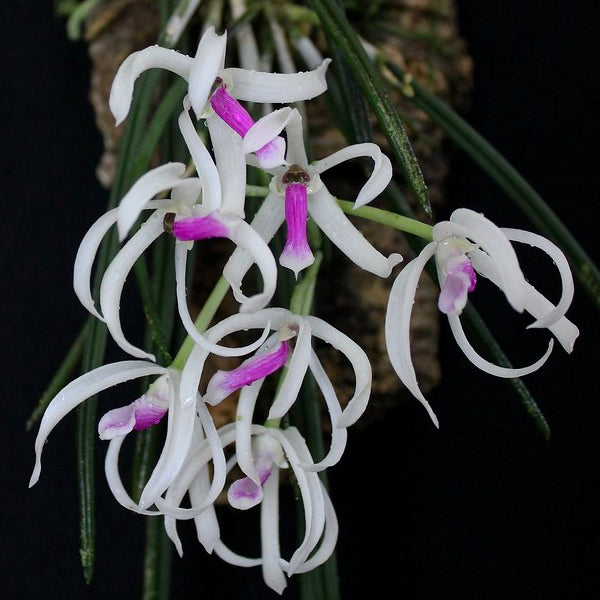 Leptotes bicolor sp. - BS