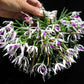 Leptotes bicolor sp. - BS