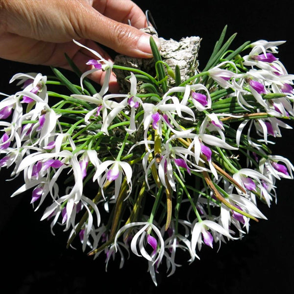 Leptotes bicolor sp. - BS