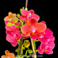 Phalaenopsis Lianher Happy Star - FF