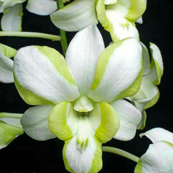 Dendrobium Liberty - Without Flowers | BS - Buy Orchids Plants Online by Orchid-Tree.com