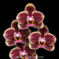 Phalaenopsis Lioulin Amber × OX Red Lion - FF