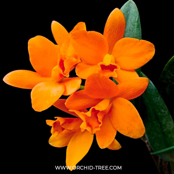 Cattleya (Blc.) Shinfong Little Sun 'Young-Min Golden Boy' - BS