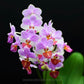 Phalaenopsis Liu's Triprince 'MK' - BS