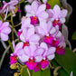 Phalaenopsis Liu's Berry 'Trinity' - BS