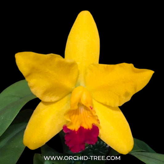 Cattleya Love Love Rich Orchid Plant - BS (Miniature)