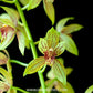 Grammatocymbidium Lovely Melody Lipstick - BS