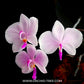 Phalaenopsis lowii sp. - BS