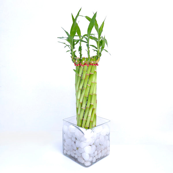 Spiral Cage Lucky Bamboo