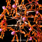 Cattleya schomburgkia lueddemanniana sp. - BS - Buy Orchids Plants Online by Orchid-Tree.com