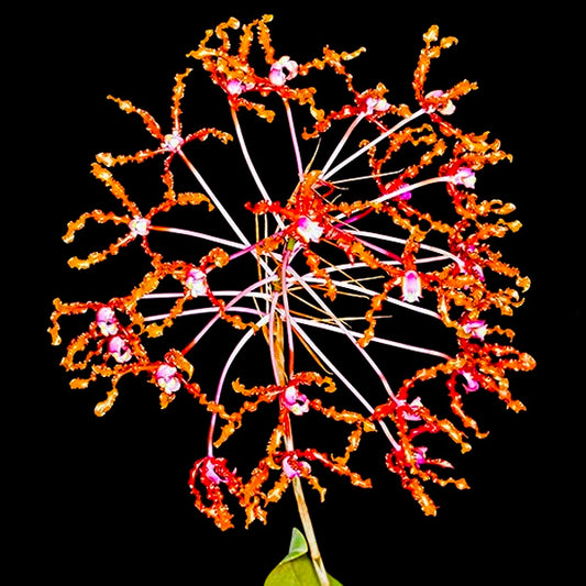 Cattleya schomburgkia lueddemanniana sp. - BS - Buy Orchids Plants Online by Orchid-Tree.com