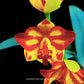Cattleya (Slc.) Barefoot Mailman - BS