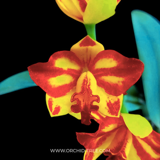 Cattleya (Slc.) Barefoot Mailman - BS