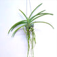 Vanda Ascda.Majic Wall Pink - FF