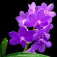 Vanda (Ascda.) Majic Wall Blue - BS