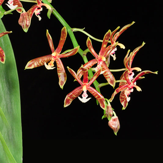Phalaenopsis mannii sp. Orchid Plant - BS