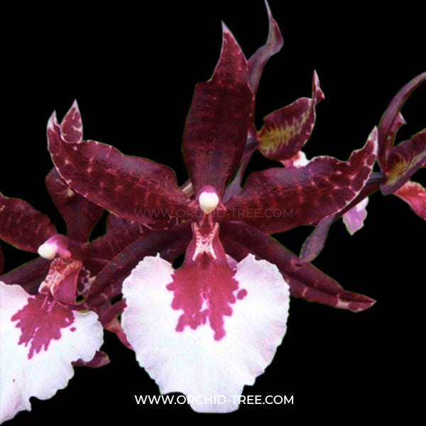 Oncidium (Colmn.) Massai White -| BS - Buy Orchids Plants Online by Orchid-Tree.com