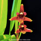 Maxillaria Memoria Ben Berliner - BS