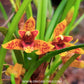 Maxillaria Memoria Ben Berliner - BS