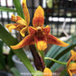 Maxillaria Memoria Ben Berliner - BS