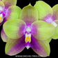 Phalaenopsis Meidarland Kaiulani - FF