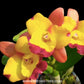 Cattleya (Rth.) Chomyong Fairy - BS