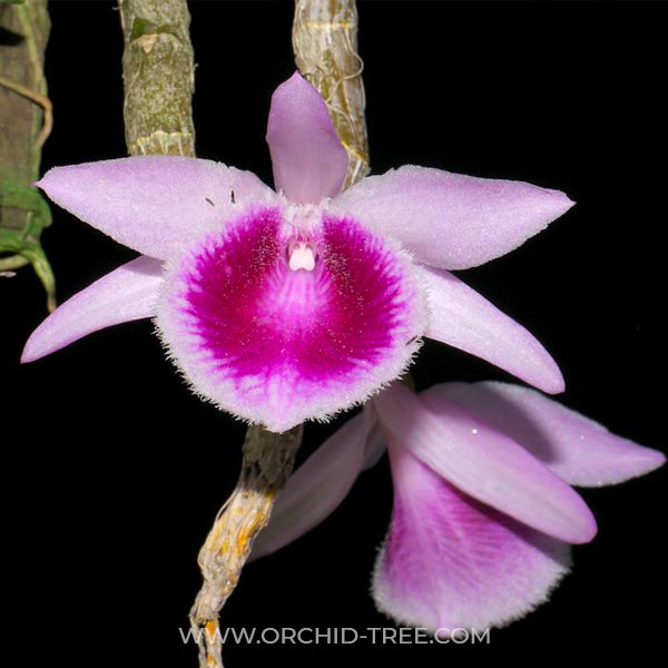 Dendrobium Mentor - BS