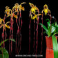Paphiopedilum Michael Koopowitz x sib - BS