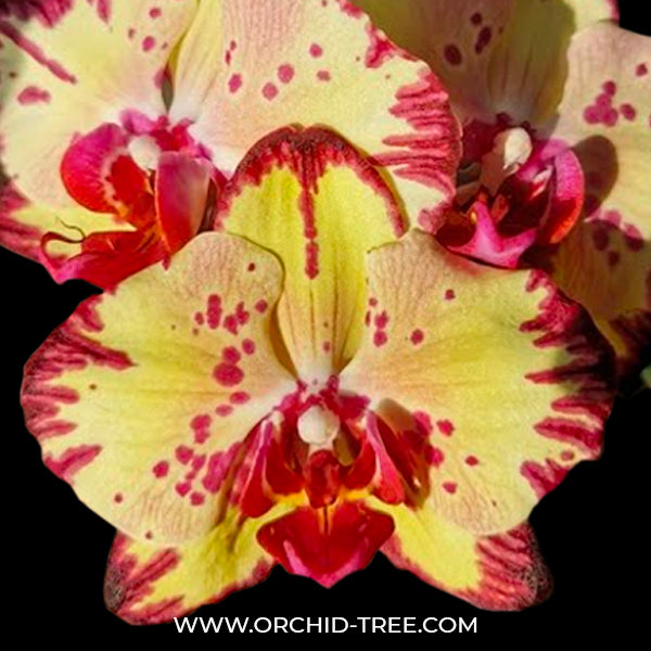 Phalaenopsis Miki Crown'16' - FF