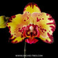 Phalaenopsis Miki Crown'16' - FF