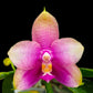 Phalaenopsis Miki Mok Choi Bear Queen - Without Flowers | BS - Buy Orchids Plants Online by Orchid-Tree.com