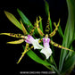 Oncidium (Bratonia) Golden Spider 'Copius' - FF (3 Spikes)