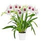 Miltoniopsis Miniso '17527' - BS