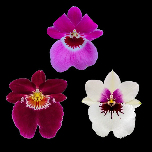 Miltoniopsis | Pack of 3 - BS