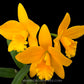 Cattleya (Lc.) New Mini Yellow - BS