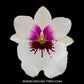 Miltoniopsis Miniso '17527' - BS