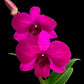 Dendrobium Miss Asian Red - BS