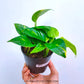 Money Plant Green - Buy Orchids Plants Online by Orchid-Tree.com
