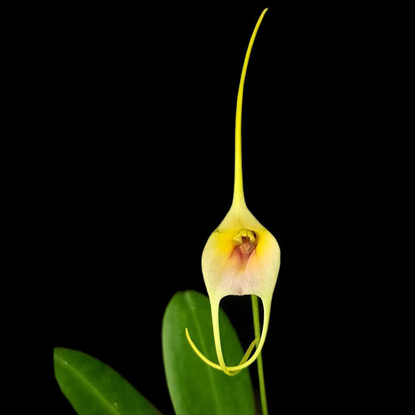 Masdevallia Yellow (Monkey Face Orchid) - BS