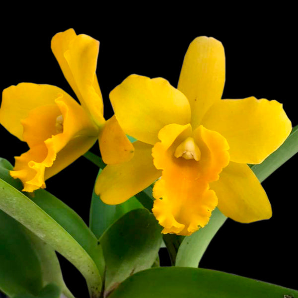 Cattleya Moonlight Orchid Plant - BS