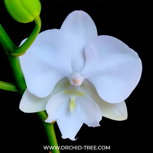 Phalaenopsis Moonlight Orchid Plant - FF