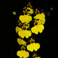 Oncidium Moon Shadow Tigertail -  BS